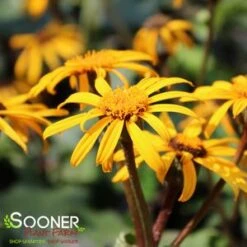 OTHELLO GOLDEN RAY 5 OTHELLO GOLDEN RAY -Deals Gardenith Store DETA5 1919