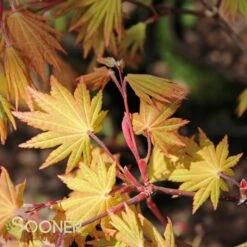 AUTUMN MOON UPRIGHT JAPANESE MAPLE -Deals Gardenith Store DETA5 2092