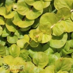 GOLDEN MONEYWORT
