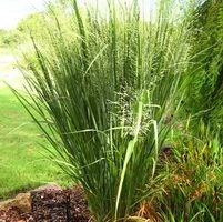 NORTHWIND SWITCH GRASS 4 NORTHWIND SWITCH GRASS - Image 4