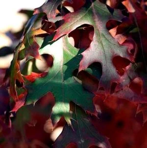 MAJESTIC SKIES™ NORTHERN PIN OAK 2 MAJESTIC SKIES™ NORTHERN PIN OAK - Image 2