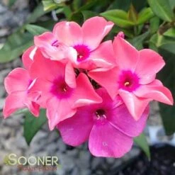 CORAL CRÈME DROP™ GARDEN PHLOX -Deals Gardenith Store DETA5 2868