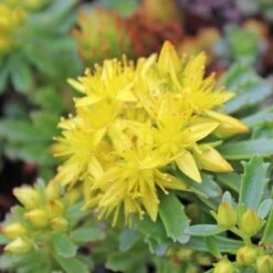 WEIHENSTEPHANER GOLD SEDUM 5 WEIHENSTEPHANER GOLD SEDUM -Deals Gardenith Store DETA5 344