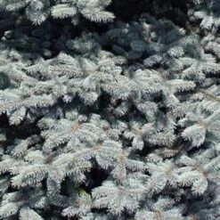 BABY BLUE EYES BLUE SPRUCE -Deals Gardenith Store DETA5 3586