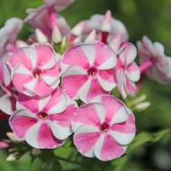 BAMBINI™ CANDY CRUSH GARDEN PHLOX -Deals Gardenith Store DETA5 3589