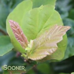 VANESSA PERSIAN IRONWOOD 5 VANESSA PERSIAN IRONWOOD -Deals Gardenith Store DETA5 3873