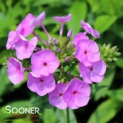 FASHIONABLY EARLY FLAMINGO GARDEN PHLOX -Deals Gardenith Store DETA5 3878