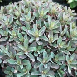 MARINA SEDUM -Deals Gardenith Store DETA5 4022