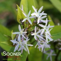 STORM CLOUD BLUE STAR -Deals Gardenith Store DETA5 4095