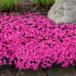 PAINT THE TOWN MAGENTA DIANTHUS -Deals Gardenith Store DETA5 4107