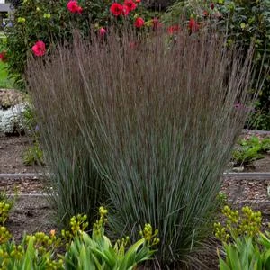 PRAIRIE WINDS® BLUE PARADISE LITTLE BLUESTEM 1 PRAIRIE WINDS® BLUE PARADISE LITTLE BLUESTEM