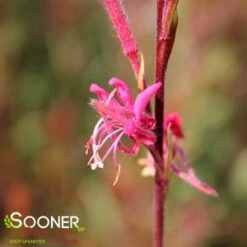 BELLEZA® DARK PINK WAND FLOWER -Deals Gardenith Store DETA5 4300