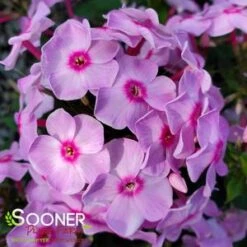 LUMINARY® OPALESCENCE GARDEN PHLOX -Deals Gardenith Store DETA5 4409