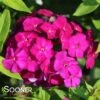 LUMINARY® ULTRAVIOLET GARDEN PHLOX