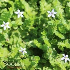 BLUE STAR CREEPER -Deals Gardenith Store DETA5 446