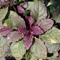 BURGUNDY GLOW AJUGA 11 BURGUNDY GLOW AJUGA -Deals Gardenith Store DETA5 447