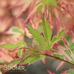 BUTTERFLY UPRIGHT JAPANESE MAPLE -Deals Gardenith Store DETA5 45
