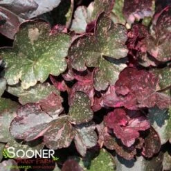 MIDNIGHT ROSE CORAL BELLS -Deals Gardenith Store DETA5 456