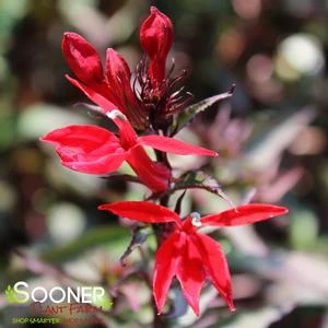 STARSHIP™ SCARLET BRONZE LEAF CARDINAL FLOWER 1 STARSHIP™ SCARLET BRONZE LEAF CARDINAL FLOWER