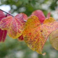 MIDNIGHT EXPRESS® REDBUD -Deals Gardenith Store DETA5 5287