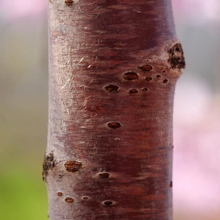 PINK SNOW SHOWERS™ WEEPING CHERRY 1 PINK SNOW SHOWERS™ WEEPING CHERRY