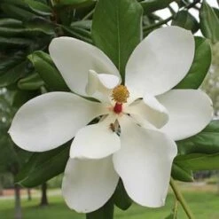 SOUTHERN MAGNOLIA -Deals Gardenith Store DETA5 53