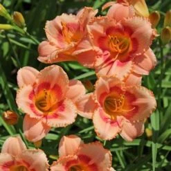 STRAWBERRY CANDY DAYLILY 6 STRAWBERRY CANDY DAYLILY -Deals Gardenith Store DETA5 568
