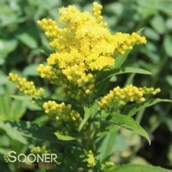 LITTLE LEMON GOLDENROD -Deals Gardenith Store DETA5 588