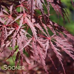 TAMUKEYAMA WEEPING JAPANESE MAPLE -Deals Gardenith Store DETA5 693