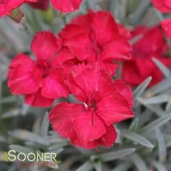 FROSTY FIRE DIANTHUS 9 FROSTY FIRE DIANTHUS -Deals Gardenith Store DETA5 732