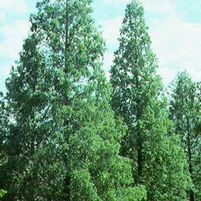 DAWN REDWOOD 3 DAWN REDWOOD - Image 3