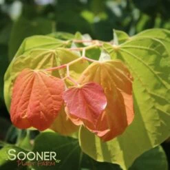 THE RISING SUN™ REDBUD -Deals Gardenith Store DETA6 1530