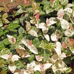SNOW N SUMMER™ ASIATIC JASMINE -Deals Gardenith Store DETA6 1620