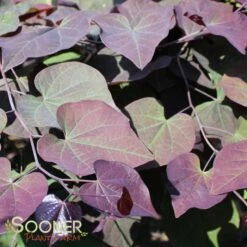 RUBY FALLS WEEPING REDBUD -Deals Gardenith Store DETA6 2311