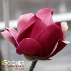 BLACK TULIP® MAGNOLIA -Deals Gardenith Store DETA6 3122