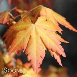 ORANGE DREAM UPRIGHT JAPANESE MAPLE -Deals Gardenith Store DETA6 3415