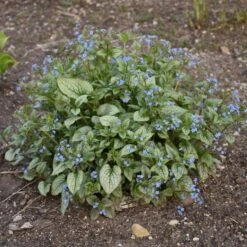 QUEEN OF HEARTS BRUNNERA -Deals Gardenith Store DETA6 4100
