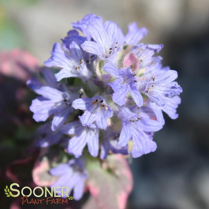 BURGUNDY GLOW AJUGA 2 BURGUNDY GLOW AJUGA - Image 2