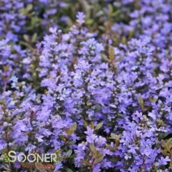 CHOCOLATE CHIP AJUGA -Deals Gardenith Store DETA6 448
