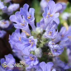 CHOCOLATE CHIP AJUGA -Deals Gardenith Store DETA7 448