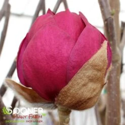 BLACK TULIP® MAGNOLIA -Deals Gardenith Store DETA8 3122