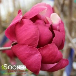 BLACK TULIP® MAGNOLIA -Deals Gardenith Store DETA9 3122
